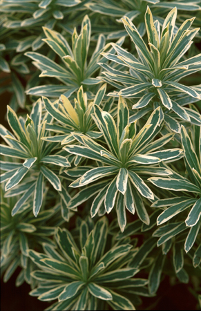Euphorbia characias ‘Silver and White’